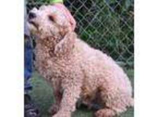 Goldendoodle Puppy for sale in Northwood, NH, USA