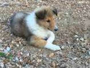 Medium Photo #1 Collie Puppy For Sale in Sedalia, MO, USA