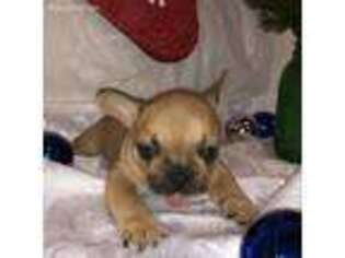 French Bulldog Puppy for sale in Saint Joseph, MN, USA