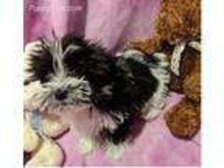 Havanese Puppy for sale in Richwood, OH, USA