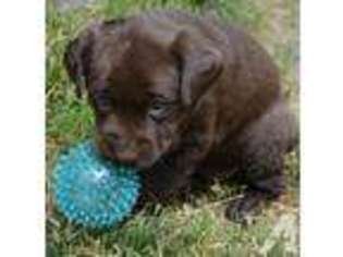 Labrador Retriever Puppy for sale in MAPLE VALLEY, WA, USA