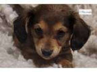 Dachshund Puppy for sale in Springfield, MO, USA