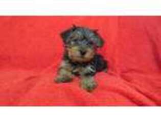 Yorkshire Terrier Puppy for sale in Woodbury, NJ, USA