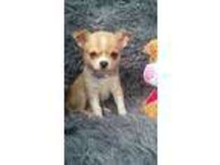 Chihuahua Puppy for sale in Parrottsville, TN, USA