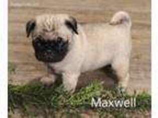 Pug Puppy for sale in Manns Choice, PA, USA