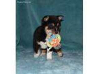 Shiba Inu Puppy for sale in Waxahachie, TX, USA