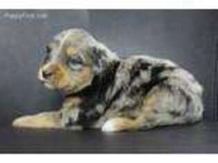 Mutt Puppy for sale in Columbia, SD, USA
