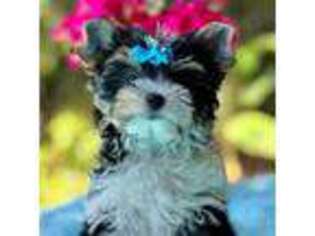 Yorkshire Terrier Puppy for sale in Paducah, KY, USA