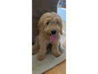 Goldendoodle Puppy for sale in Torrance, CA, USA