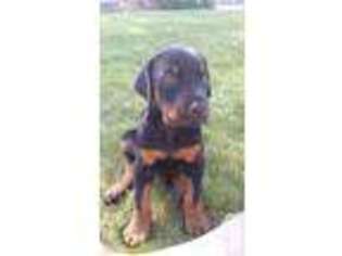 Doberman Pinscher Puppy for sale in MOSES LAKE, WA, USA