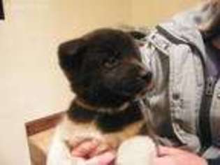 Akita Puppy for sale in Dewey, AZ, USA