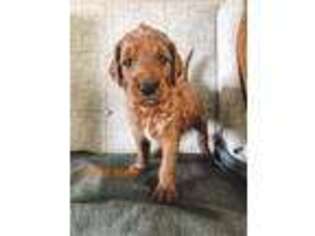 Goldendoodle Puppy for sale in Columbia, MO, USA
