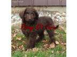 Labradoodle Puppy for sale in Allendale, MI, USA