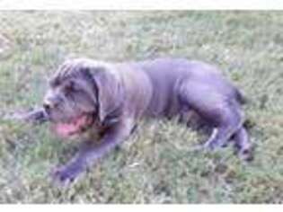 Neapolitan Mastiff Puppy for sale in Amarillo, TX, USA