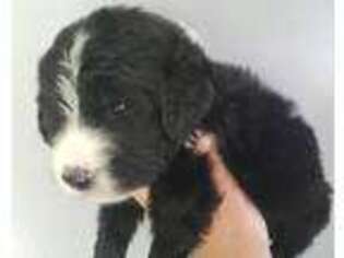 Old English Sheepdog Puppy for sale in Belleville, KS, USA