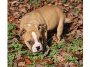 Valley Bulldog Puppy for sale in Chaptico, MD, USA
