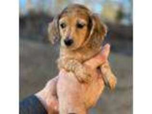 Dachshund Puppy for sale in Belmont, NC, USA