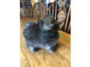 Pomeranian Puppy for sale in Amarillo, TX, USA