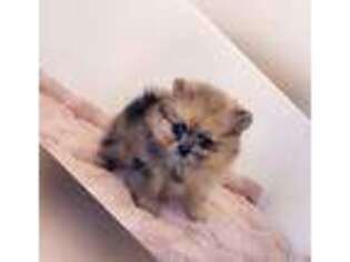 Pomeranian Puppy for sale in Sacramento, CA, USA