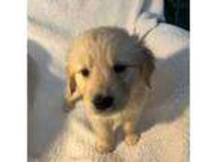 Golden Retriever Puppy for sale in Newington, CT, USA