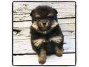 Pomeranian Puppy for sale in Seminole, FL, USA