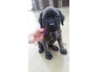 Mastiff Puppy for sale in Cutler, IN, USA