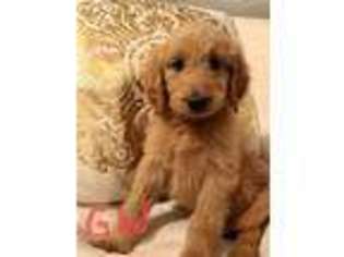 Goldendoodle Puppy for sale in Vassar, KS, USA