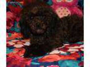 Mutt Puppy for sale in Waverly, KS, USA