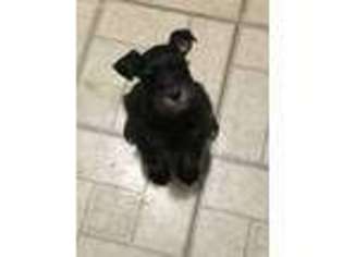 Mutt Puppy for sale in Woodhaven, NY, USA