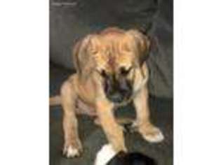 Great Dane Puppy for sale in Northridge, CA, USA