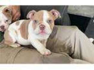 Bulldog Puppy for sale in Tulsa, OK, USA