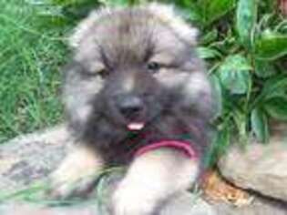 Keeshond Puppy for sale in Sneedville, TN, USA