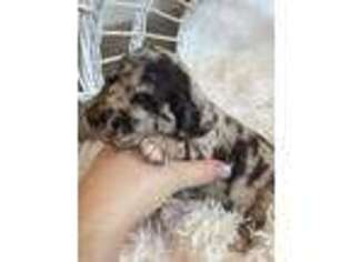 Labradoodle Puppy for sale in Gardner, IL, USA