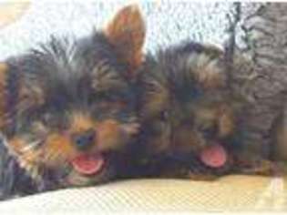 Yorkshire Terrier Puppy for sale in ASHEVILLE, NC, USA