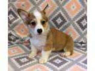 Pembroke Welsh Corgi Puppy for sale in Red Oak, TX, USA