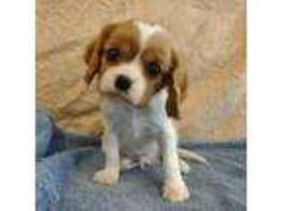 Cavalier King Charles Spaniel Puppy for sale in Roscoe, SD, USA