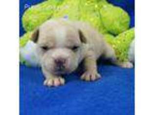 French Bulldog Puppy for sale in Marionville, MO, USA