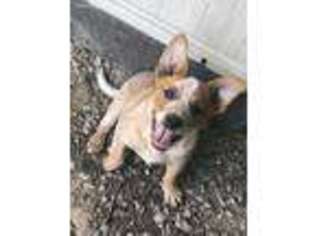 Australian Cattle Dog Puppy for sale in Grand Junction, TN, USA