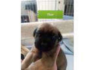 Mastiff Puppy for sale in Urbana, MO, USA