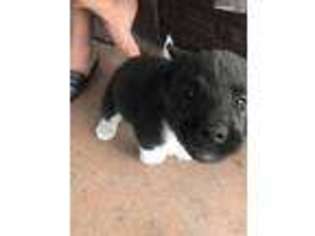 Akita Puppy for sale in Orlando, FL, USA