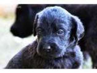 Labradoodle Puppy for sale in Byron Center, MI, USA