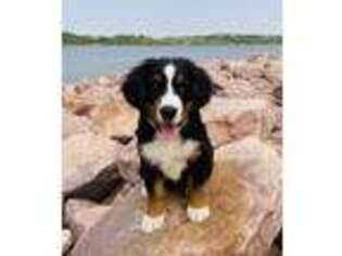Bernese Mountain Dog Puppy for sale in Sioux Center, IA, USA