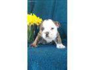 Bulldog Puppy for sale in Elkton, KY, USA