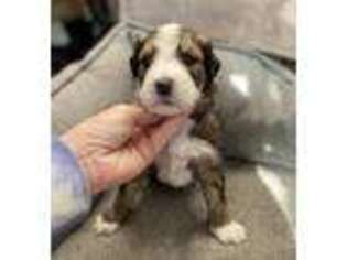 Mutt Puppy for sale in Shamrock, TX, USA