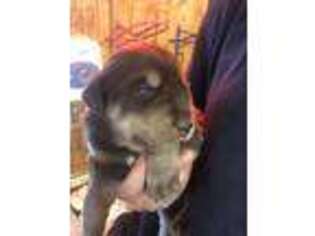 Siberian Husky Puppy for sale in Monroe Township, NJ, USA