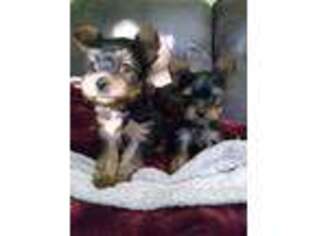 Yorkshire Terrier Puppy for sale in Cheyenne, WY, USA