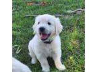Mutt Puppy for sale in Spooner, WI, USA