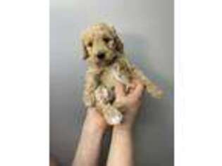 Goldendoodle Puppy for sale in Voluntown, CT, USA