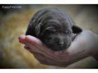 Labrador Retriever Puppy for sale in Womelsdorf, PA, USA