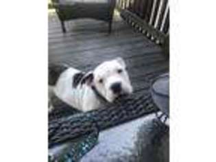 Bulldog Puppy for sale in Wood River, IL, USA